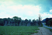 Figure 24. Trees bordering a potato field. (Courtesy G. L. Schumann)