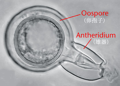 图19. 卵孢子和雄器。(Plant Pathology Section, West Virginia University提供)