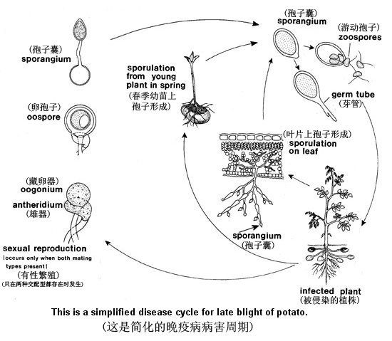 病害循环