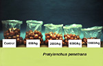 Figure 6. Reduction in yield of onions as the population of lesion nematodes increased. (Courtesy H. A. Olthof, NemaPix)