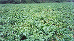 Figure 9. Potato early dying disease in field. (Courtesy R.C. Rowe)