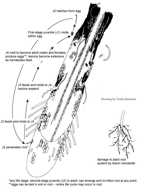 Disease Cycle