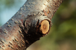 Figure 13. This is the proper type of pruning cut on a peach branch that leaves the branch collar. (Used by permission Alan R. Biggs)