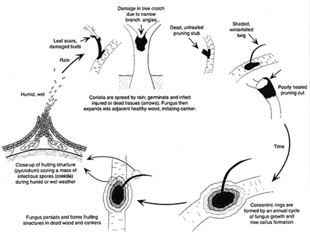 Disease Cycle