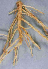 1. Melon roots infected with Monosporascus cannonballus showing lesions and loss of feeder roots. 