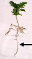 Watermelon seedling from a Cone-Tainer showing a well-developed taproot (arrow). (Courtesy R. Martyn) 