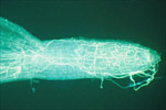 Infection and colonization of a melon root tip by Monosporascus cannonballus