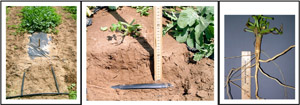 Watermelon plants growing in a raised bed with dual drip irrigation tapes (left) buried approximately 15 cm below the soil (middle). Watermelon root extracted from late in the season showing a well-developed taproot (right). (Courtesy R. Martyn)