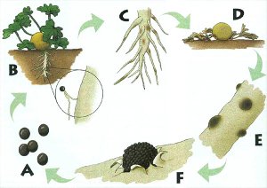 Disease cycle of Monosporascus root rot and vine decline