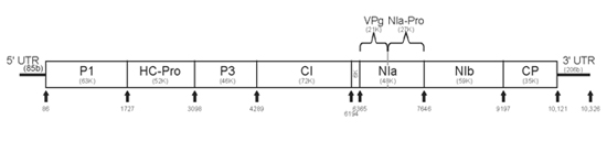 PRSV Genome organization