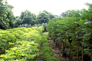 Figure 7.  Non-transgenic Sunrise and transgenic virus-resistant Rainbow papaya in the field.  (Courtesy of S. Ferreira, copyright-free)