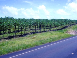 Figure 8.  Commercial virus-resistant Rainbow papaya in the Puna area.  (Courtesy of D. Gonsalves, copyright-free)