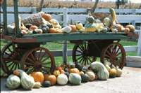 Figure 18. A cucurbit fruit showcase in a farm in Illinois. (Courtesy M. Babadoost)