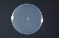 Figure 4. Phytophthora sojae growing on lima bean agar, with mycelium present in most of the plate (Courtesy D. Mills). 