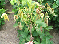 Figure 15. Phytophthora stem rot (Courtesy A. Dorrance). 