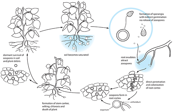 Disease Cycle