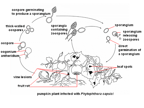 Disease Cycle