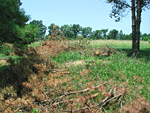 Figure 11. Cut wood from tree with pine wilt (Courtesy P. Donald, copyright-free) 