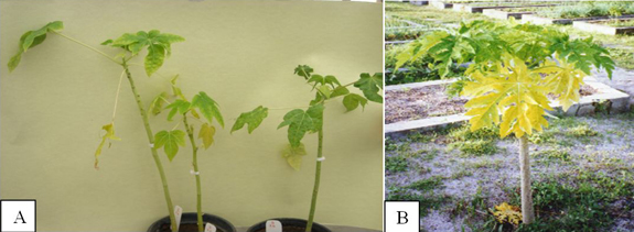 Papaya (Carica papaya) exhibiting symptoms caused by Papaya lethal yellowing virus (PLYV)