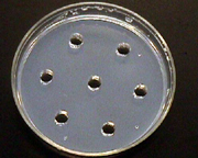 Figure 4: Petri plate with wells cut in the gel layer. (Courtesy D. Schadler)