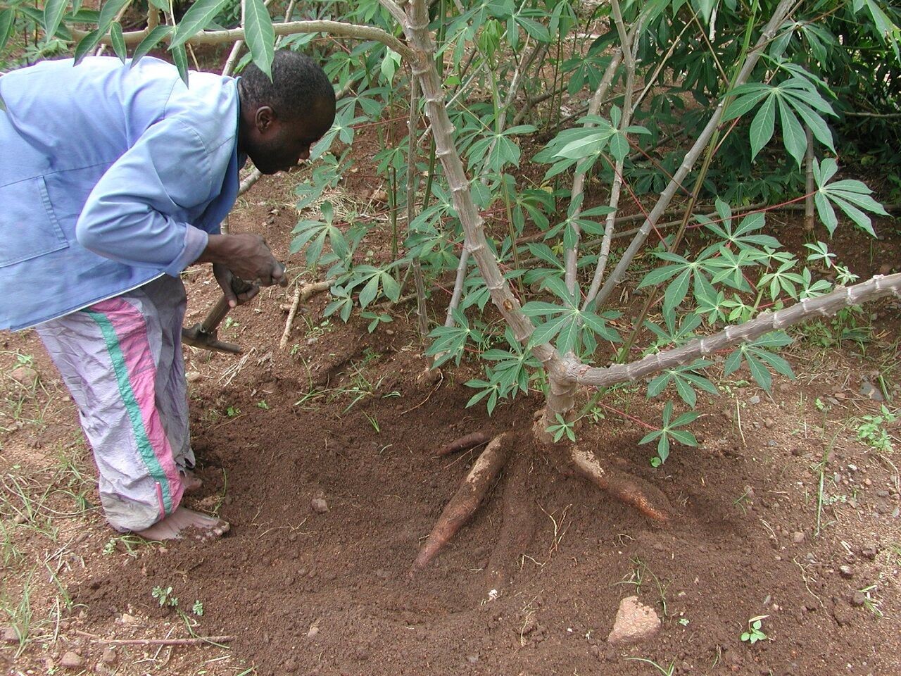 Cassava4.jpg