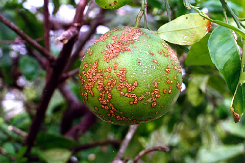 Citrus canker symptoms on citrus fruit courtesy of APS