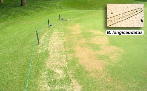 Turf damage caused by sting nematodes