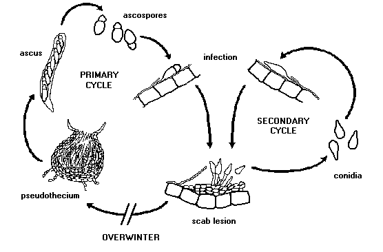 Apple scab disease cycle