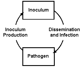 Infection Cycle