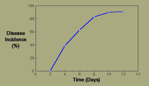 Graph, Sclerotium rolfsii on beans