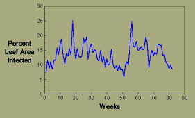 Graph, Black Sigatoka on banana