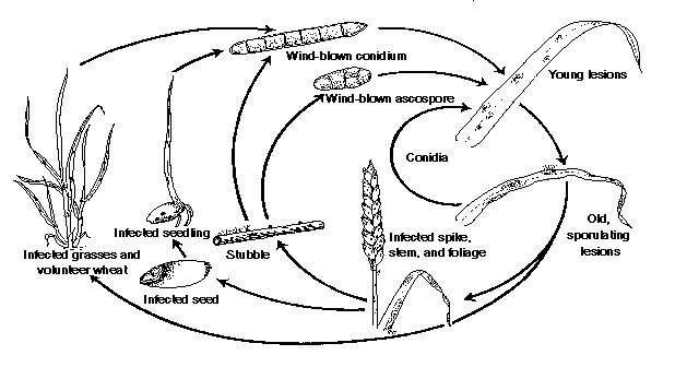 Tan spot disease cycle