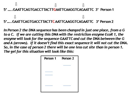 hypothetcal   gel of different alleles