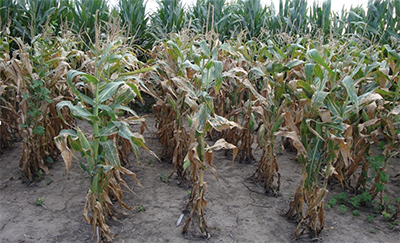 The Corn Blight of 1970: Lessons in Scientific Credibility and ...