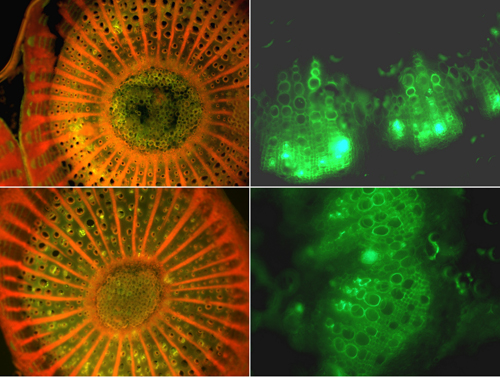 Phytopathology